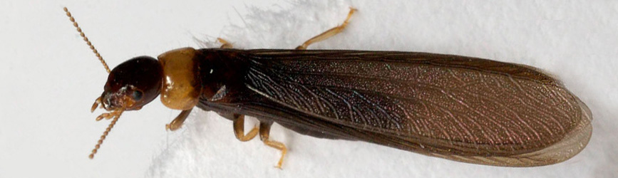 Termiti e altri insetti infestanti per mobili e manufatti in legno ... Insetti del legno in casa